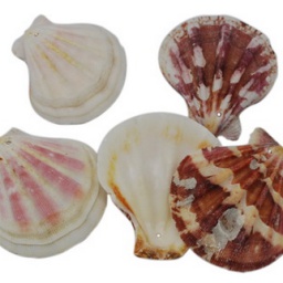 Подвеска ракушка